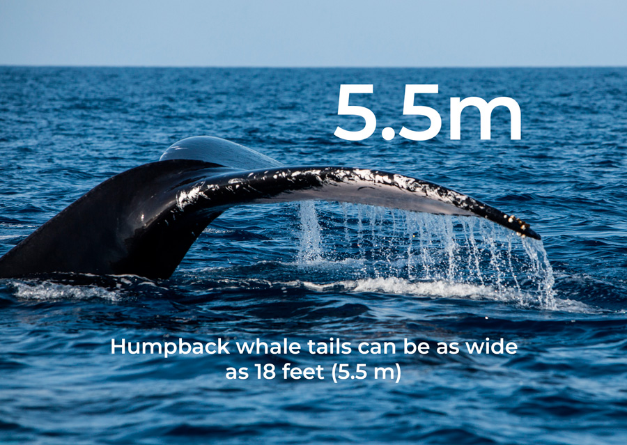 whale-taile-2